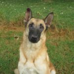Malinois Mischling Sara, 09/2021, 65 cm