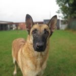 Malinois Mischling Sara, 09/2021, 65 cm
