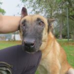 Malinois Mischling Sara, 09/2021, 65 cm
