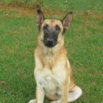 Malinois Mischling Sara, 09/2021, 65 cm