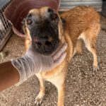 Malinois Mischling Sara, 09/2021, 65 cm