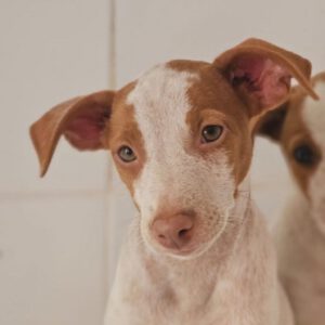 Podenco Serena, 08/2026, Endgröße ca. 45 cm