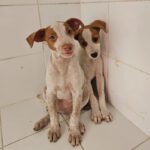 Podenco Serena, 08/2026, Endgröße ca. 45 cm