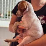 Podenco Serena, 08/2026, Endgröße ca. 45 cm