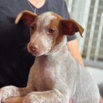 Podenco Serena, 08/2026, Endgröße ca. 45 cm