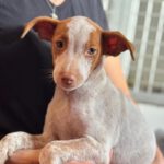 Podenco Serena, 08/2026, Endgröße ca. 45 cm