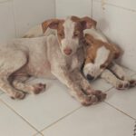 Podenco Serena, 08/2026, Endgröße ca. 45 cm