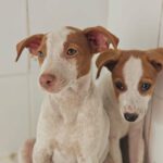 Podenco Serena, 08/2026, Endgröße ca. 45 cm