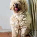 Wasserhund Serena, 03/2025, ca. 50 cm