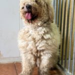 Wasserhund Serena, 03/2025, ca. 50 cm