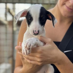 Mischling Snoopy, 08/2026, Endgröße: ca. 38 cm