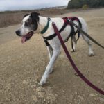 Boxer Mischling Tano, 06/2020, ca. 50 cm