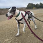 Boxer Mischling Tano, 06/2020, ca. 50 cm