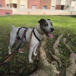 Boxer Mischling Tano, 06/2020, ca. 50 cm