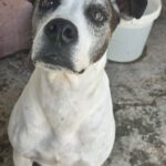 Boxer Mischling Tano, 06/2020, ca. 50 cm