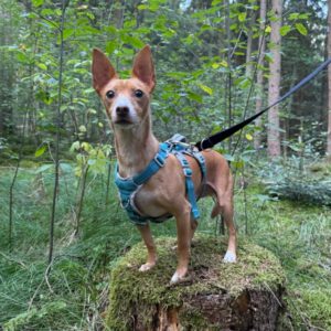 Podenco Tomy, 06/2021, ca. 35 cm, 93482 Pemfling