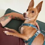 Podenco Tomy, 06/2021, ca. 35 cm, 93482 Pemfling