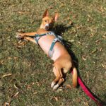 Podenco Tomy, 06/2021, ca. 35 cm, 93482 Pemfling