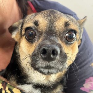 Chihuahua Trebol, 01/2024, ca. 25 cm