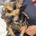 Chihuahua Trebol, 01/2024, ca. 25 cm