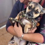 Chihuahua Trebol, 01/2024, ca. 25 cm