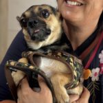 Chihuahua Trebol, 01/2024, ca. 25 cm