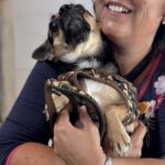 Chihuahua Trebol, 01/2024, ca. 25 cm