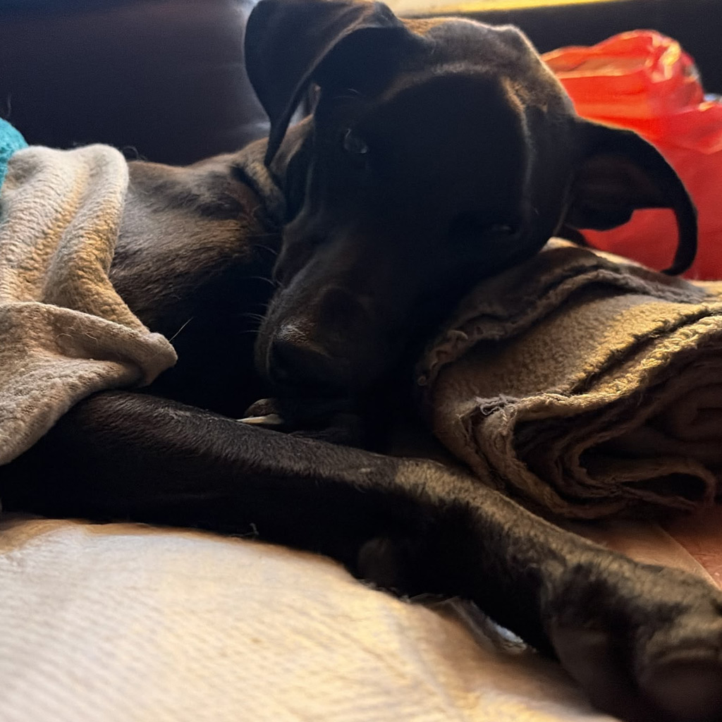 Update Medizintopf Blacky