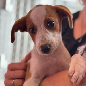 Podenco Venus, 08/2026, Endgröße ca. 45 cm