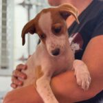 Podenco Venus, 08/2026, Endgröße ca. 45 cm