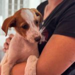 Podenco Venus, 08/2026, Endgröße ca. 45 cm