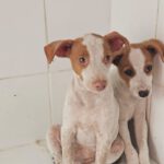 Podenco Venus, 08/2026, Endgröße ca. 45 cm