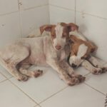 Podenco Venus, 08/2026, Endgröße ca. 45 cm