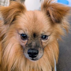 Pomeranian Mischling Yolo, 08/2024, ca. 30 cm, 53859 Niederkassel