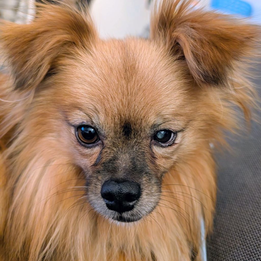 Pomeranian Mischling Yolo, 08/2024, ca. 30 cm, 53859 Niederkassel
