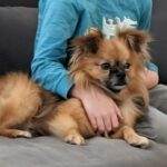 Pomeranian Mischling Yolo, 08/2024, ca. 30 cm, 53859 Niederkassel