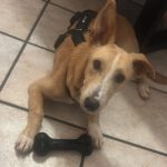 Podenco Maneto Zaragoza, 01/2026, ca. 35 cm, 45768 Marl