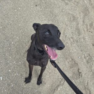 Windhund Mischling Zeus, 08/2023, ca. 50 cm