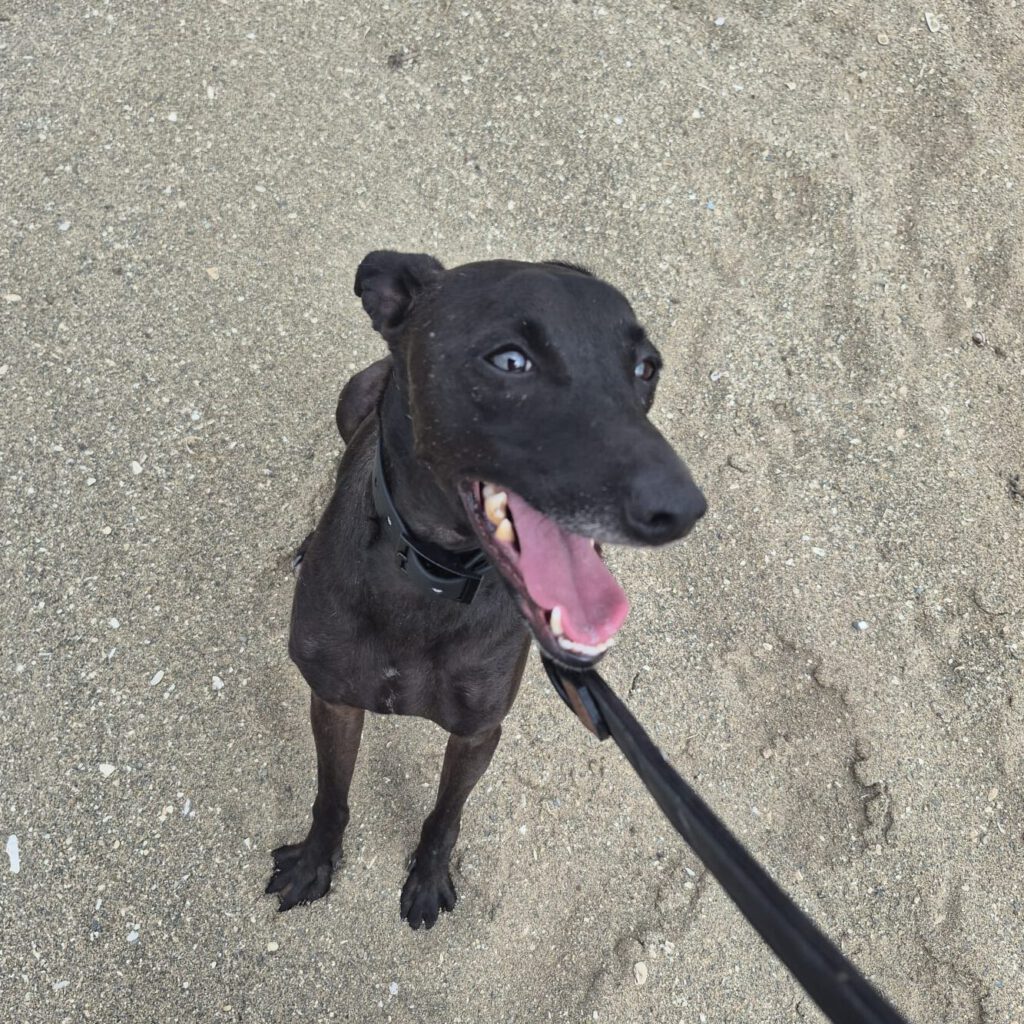 Windhund Mischling Zeus, 08/2023, ca. 50 cm