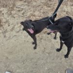Windhund Mischling Zeus, 08/2023, ca. 50 cm