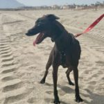 Windhund Mischling Zeus, 08/2023, ca. 50 cm
