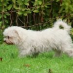Malteser Zoe, 02/2017, ca. 25 cm, 22964 Steinburg