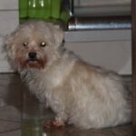 Malteser Zoe, 02/2017, ca. 25 cm, 22964 Steinburg