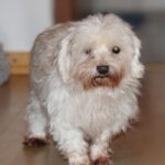 Malteser Zoe, 02/2017, ca. 25 cm, 22964 Steinburg
