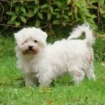 Malteser Zoe, 02/2017, ca. 25 cm, 22964 Steinburg