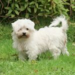 Malteser Zoe, 02/2017, ca. 25 cm, 22964 Steinburg